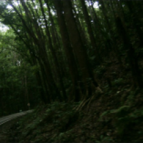MAN MADE FOREST - Located at Bilar, Bohol, Philippines and these trees were planted intentionally by the Forestry Department. To enjoy the scenery, you need not venture into the heart of the forest. A road cuts through it. Enjoy the cool and savor the beauty with trees surrounding you.
