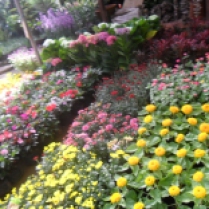 FLOWERS GALORE - Located at Burnham Park, Baguio City. Here you can find all kinds of flowers.