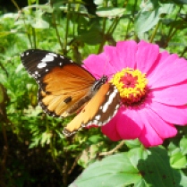 A BUTTERFLY AND A FLOWER - Botanical Garden, Baguio City