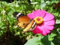 A FLOWER AND A BUTTERFLY. . . . . . .