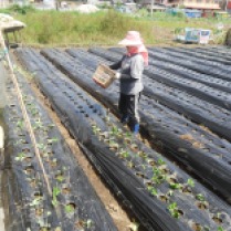 STRAWBERRY FARM - Located at La Trinidad, Benguet. We were unlucky to visit the place on October 3, 2013 as it was their planting season. The harvesting time will be end of December or early January. This is how the strawberry is being planted. There is a cellophane to cover the mound and on the hole the strawberry seedling is being inserted.